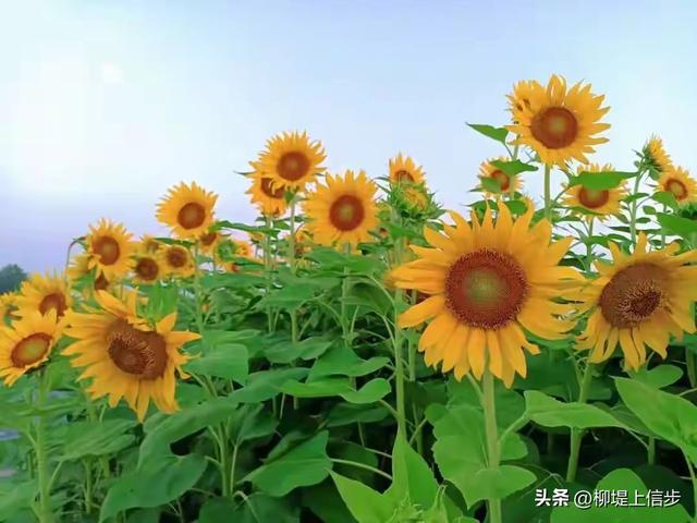 做一株向日葵，只朝向自己喜欢的光