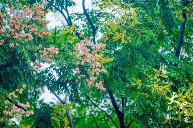 下雨天，大渡口这些地方美成「烟雨江南」，快去拍！