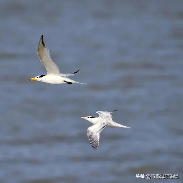 收藏！“双节”假期来城阳怎么玩？游玩线路已安排→