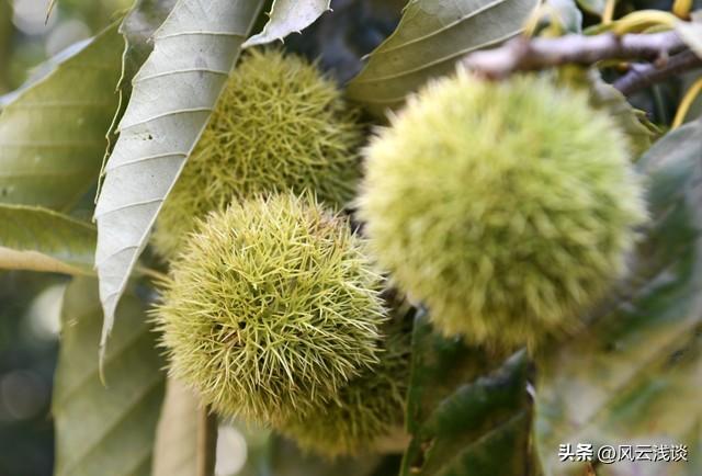 半日疯玩记：板栗与芹菜秧的快乐出逃
