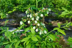 吃过蓝莓果，您见过蓝莓花吗？图片