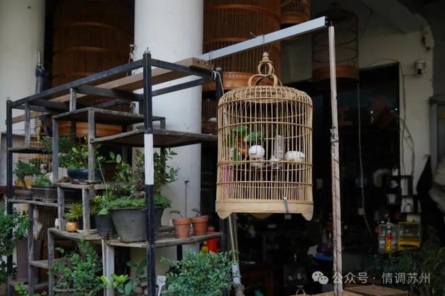 苏州花鸟市场里藏着滚滚红尘
