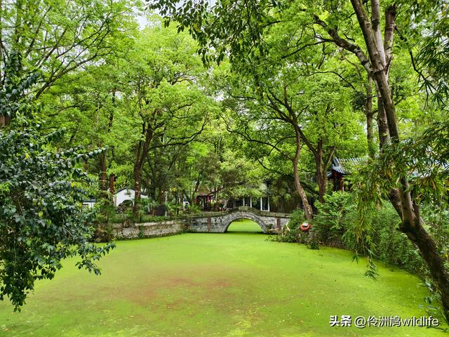 成都古镇（15）郫县唐昌古镇崇宁公园·大椿巷