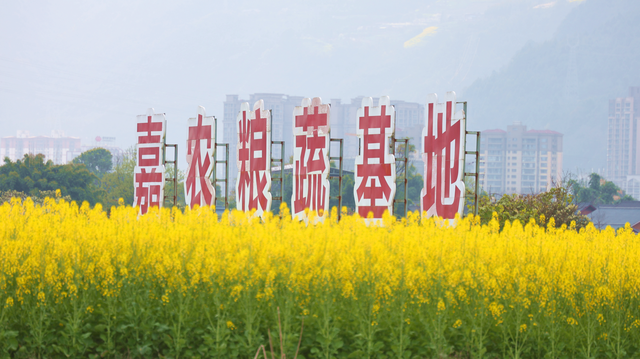 金浪翻涌醉春光 乐山嘉农粮蔬基地油菜花田美如画