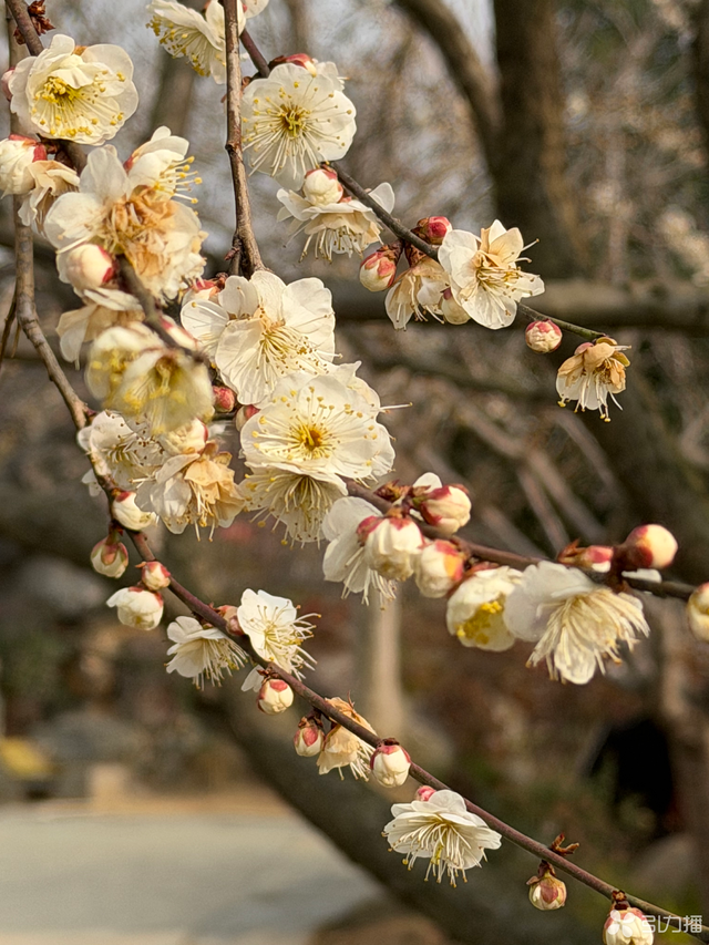 苏州赏梅“顶流”景区，上演“双梅共舞”盛景