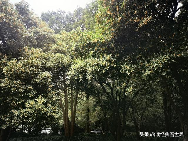 杭州植物园的菊花展——一场关于菊花的饕餮盛宴（一）