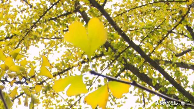 广东韶关南雄帽子峰银杏黄了！银杏染秋“圈粉”大湾区