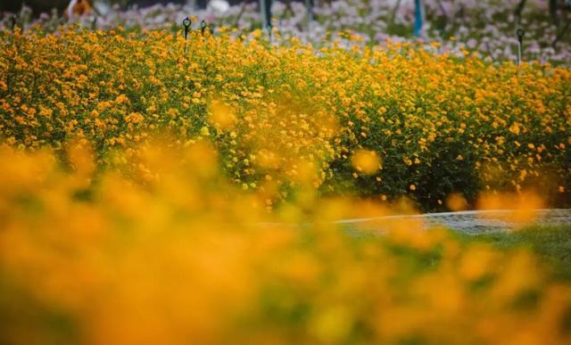 虎丘山脚下的免费公园！四片超大的缤纷花海，一次性看个够！