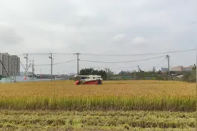 收割机收割水稻的弊端你知道在哪里吗？农民说因为此一亩地少收1%图片