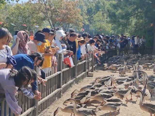 初冬逛沪郊！奉贤、崇明限时优惠来啦