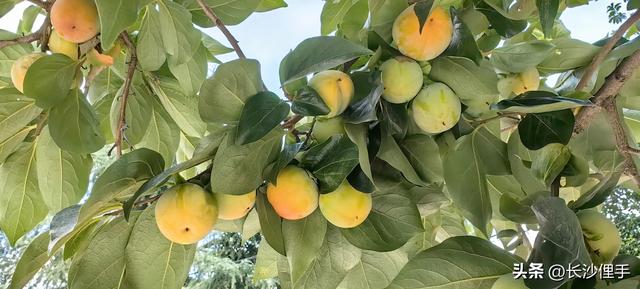 柴米油盐调味诗与远方，抚仙湖那一抹红