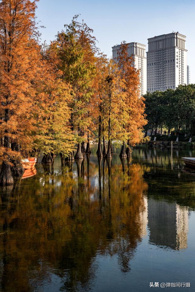闯入佛山冬日油画！千灯湖落羽杉迎最佳观赏期，下午4点美到窒息