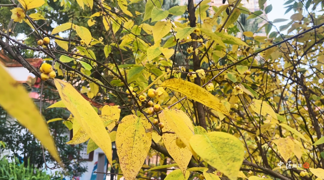 城建靓区 | “冬日限定”已上线！内江市中区这抹“甜城暗香”太治愈了