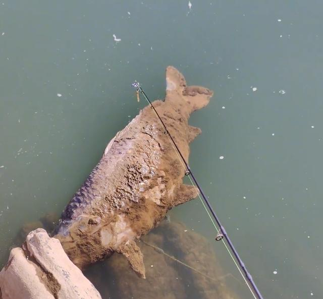 陕西男子发现巨型鲤鱼尸体，身上还挂着一枚大鱼钩	，谁干的？