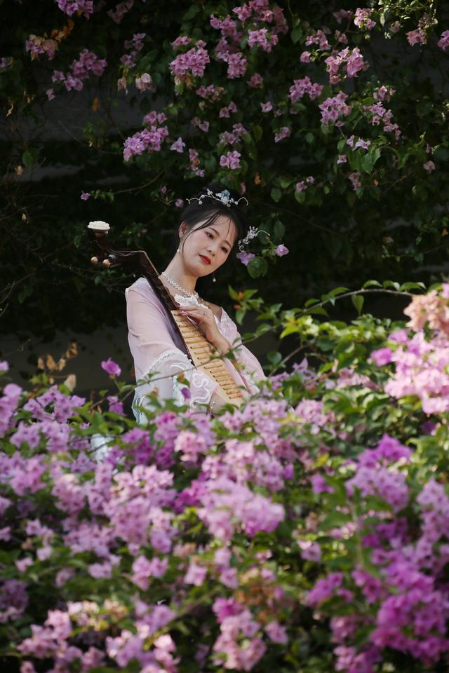 仙湖植物园大门停车场三角梅花海“瀑布”成网红打卡点，谁拍谁美