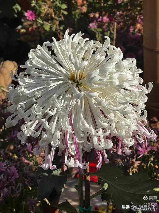 李友珍||岁月倏然·菊韵飘香——紫竹院公园的菊展