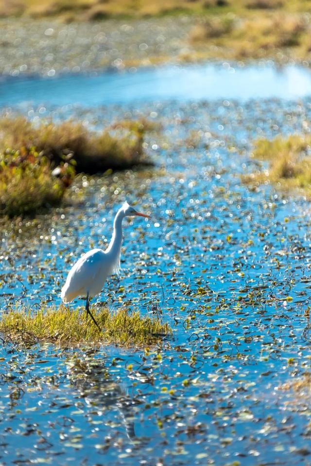 均温25°C，一年晴天300天的滇西小城，去躺平几日简直不要太快乐