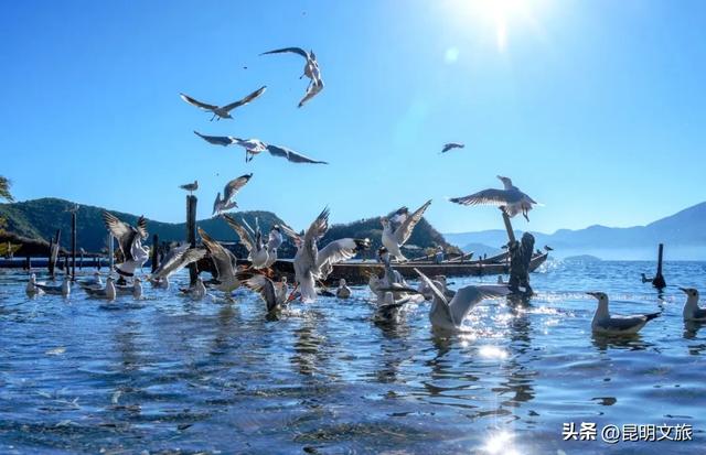 跟着滇超游昆明 | “鸥”然心动!打卡日记已备好,观鸥季精彩继续~