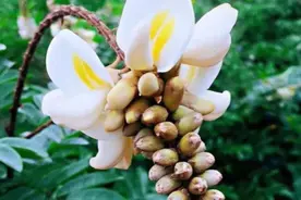 牛大力：你们了解吗，你知道炖汤非常好喝哦图片