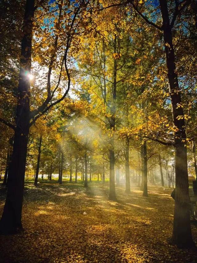 生为山东「银」，何其有「杏」！