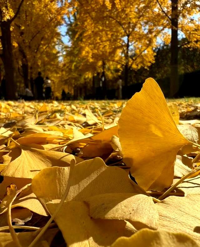 北京深秋“值得”逛得3处公园	，景色一个比一个唯美！