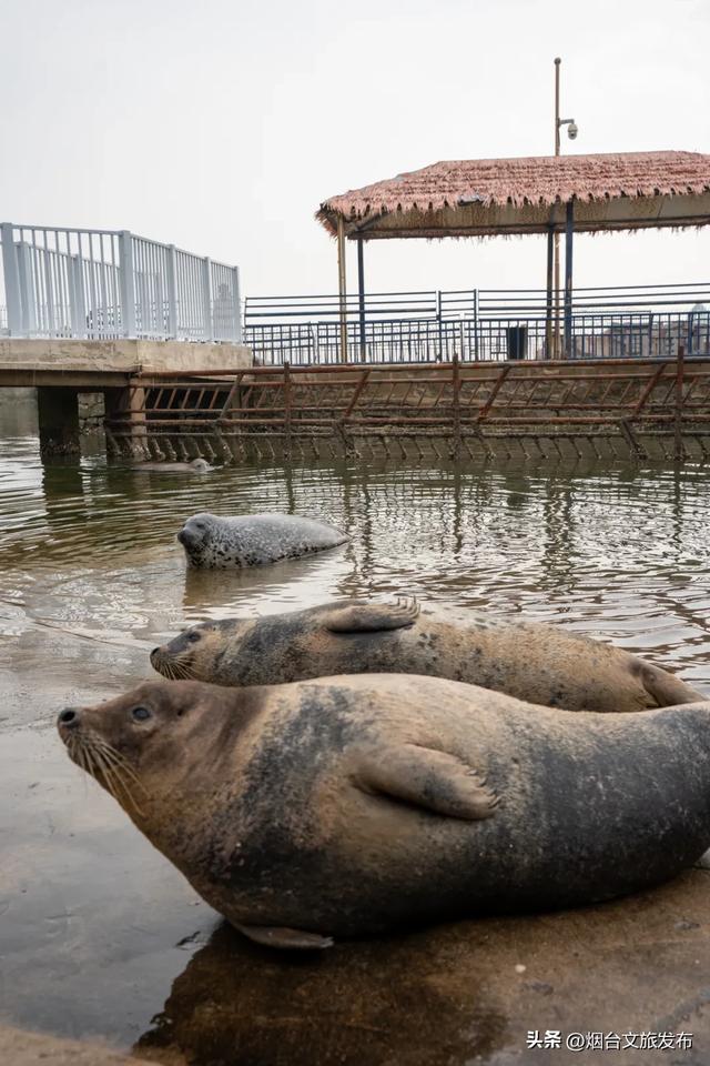 周末好去处丨人少免费！烟台小众公园美疯了