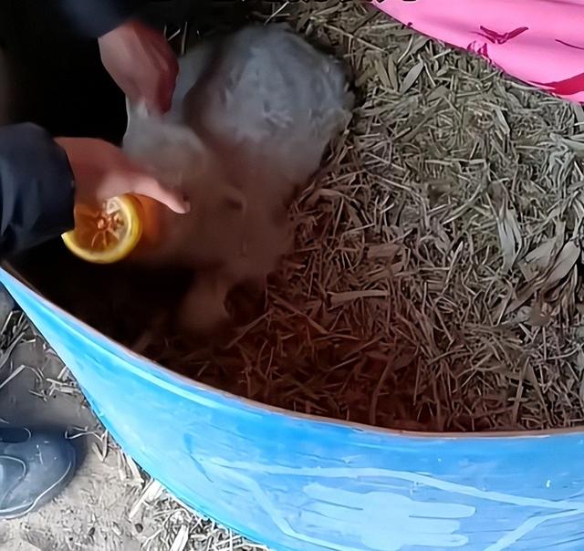 宁夏装死小羊晕倒原因揭底	，小孩衣服成重要线索，真相太心酸