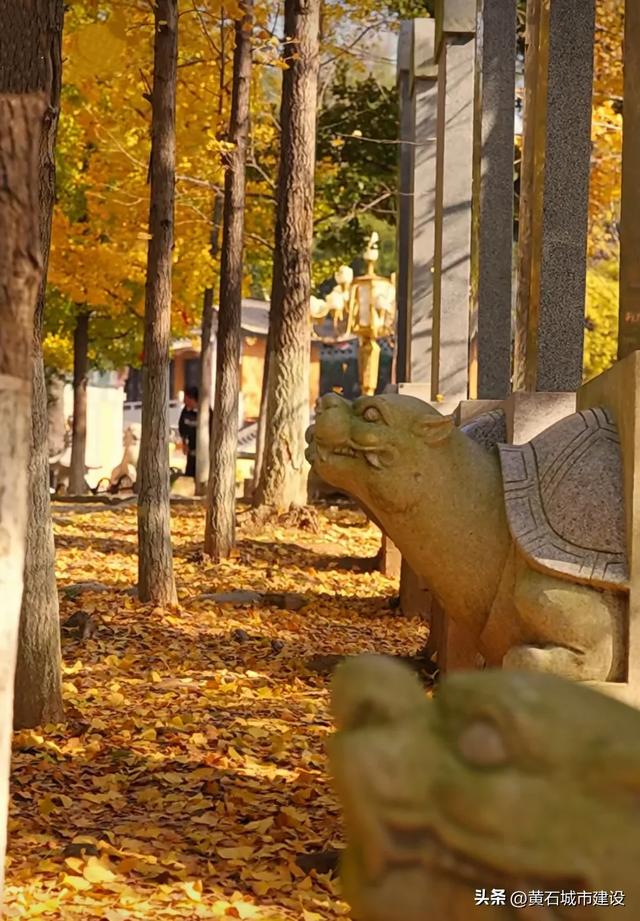 限时绝美!黄石街头颜值巅峰 周末来打卡
