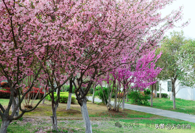 春满日月湖 海棠醉春风——商丘日月湖邀你共赴春日花宴