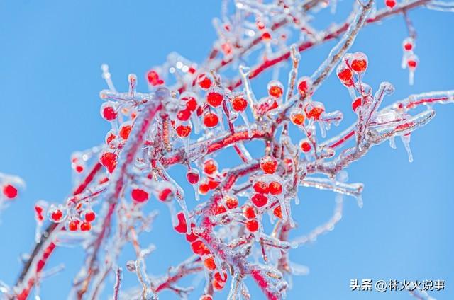 “冷不冷，单看出伏日”，明日出伏，今年冬天冷不冷？早看早了解