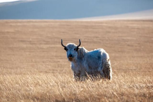 来白音锡勒和牦牛贴贴～