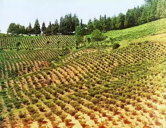肇庆啤酒嘉年华格鲁吉亚风情来袭，在格鲁吉亚号称“茶王”的刘峻周，您了解吗？