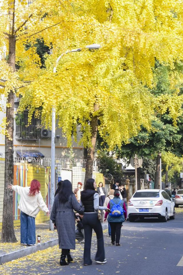 “顶流”来啦！“杏”福浓度超标→