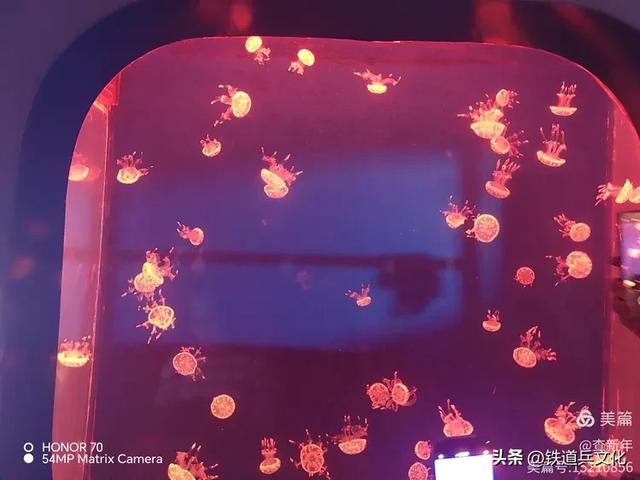查新年||首次游览曲江海洋馆