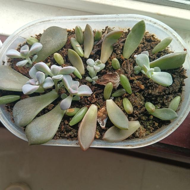 9月多肉“零成本”繁殖！掰片叶子按进土，4步操作半月爆芽！