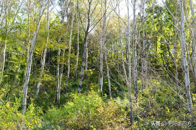延庆应梦寺（五）：山巅极目收千嶂，林海听风涤尘心
