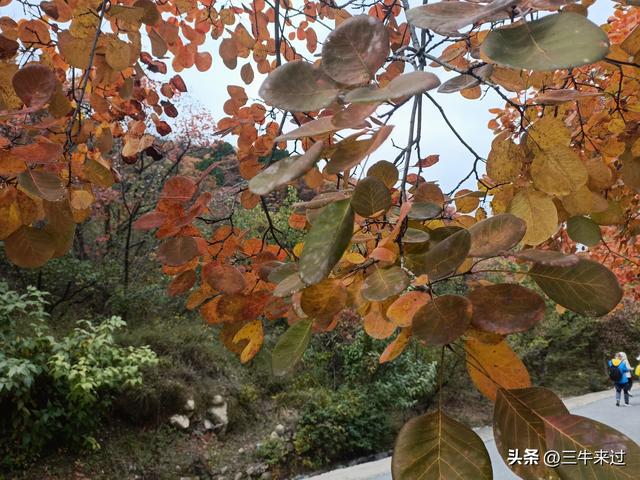 无为在歧路，济南红叶谷