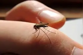 家里蚊子太多？只需要一瓶啤酒，夏天不用蚊香，从此不再忍受蚊子图片