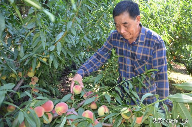 孙全铭和他的玲珑山美味奇异莓基地