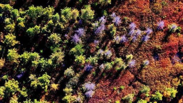 走进赤峰马鞍山林场 邂逅绚烂山林秋色