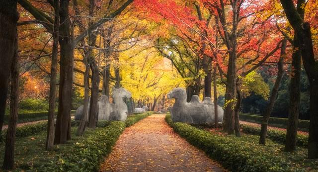 赶在降温前，把这十个景点红枫杏叶留下今年足迹，再访只待来年！