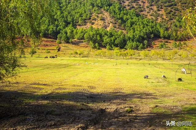 泸沽湖畔也有青青草原，除了牛马羊外，还放养着不少黑猪和白猪