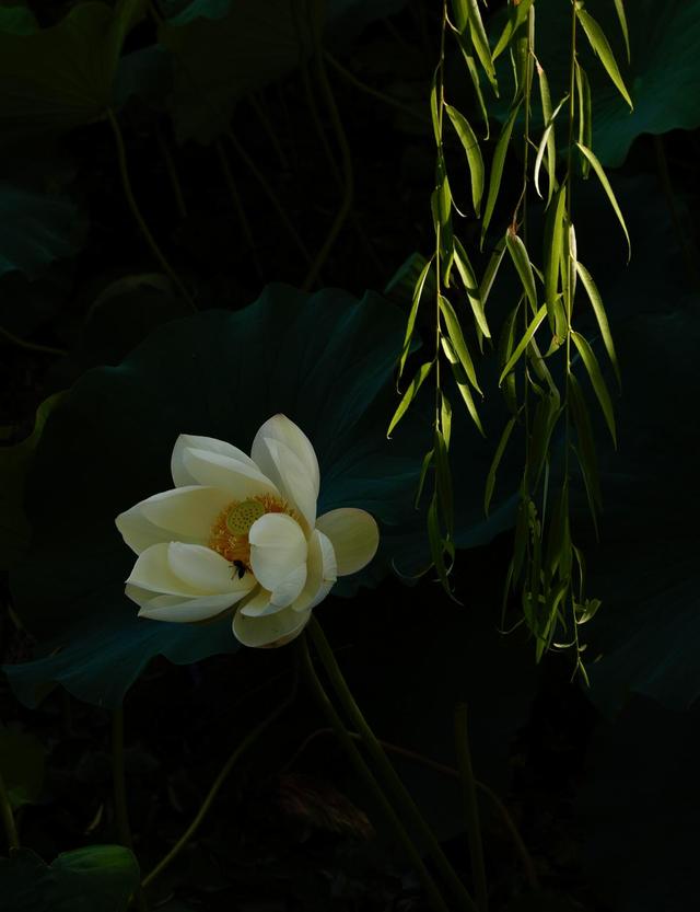 荷花依旧“笑”秋风
