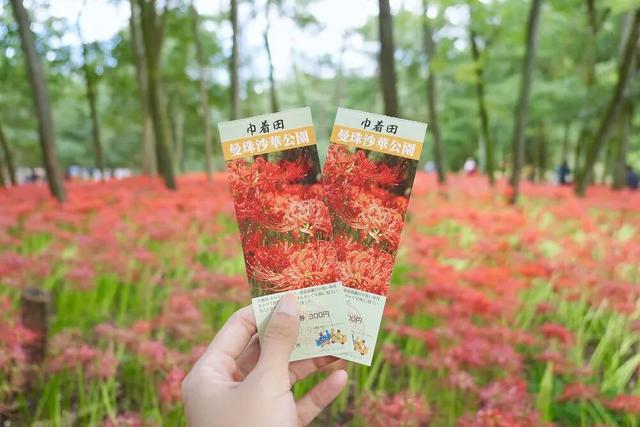 9月去看绝美彼岸花吧！日本10大赏花出片景点全攻略~