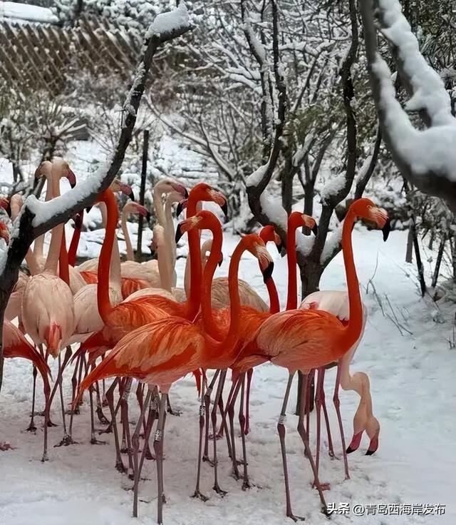 小票根大实惠！冬游西海岸好玩不贵！