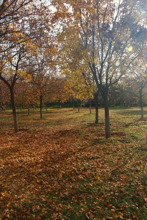 西安城区4个绝美秋景打卡地！