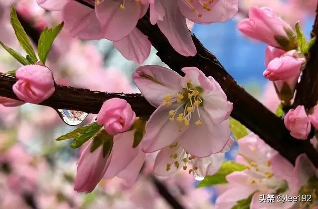 细赏王府系列之—雨中协和(49)《13》