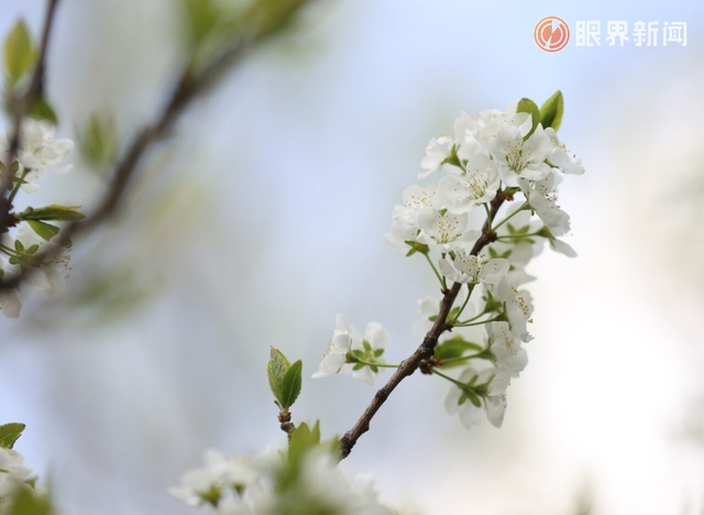 被乌鲁木齐的春天治愈了，花开满城→