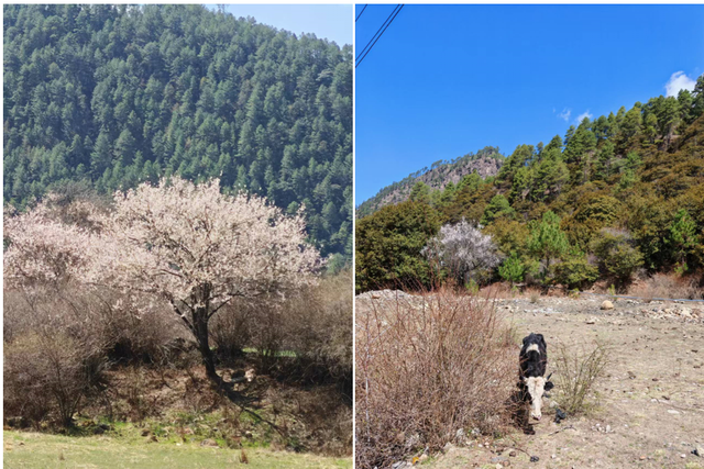 退役女兵回到林芝，老部队变成放牛地，桃花照样开满唐地村…