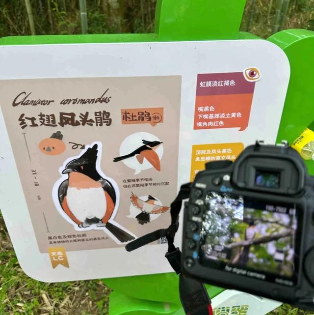 屯溪傍霞丨观鸟新手村·萌新练级刷野好去处~吃住游行全无忧！| 皖美夏日